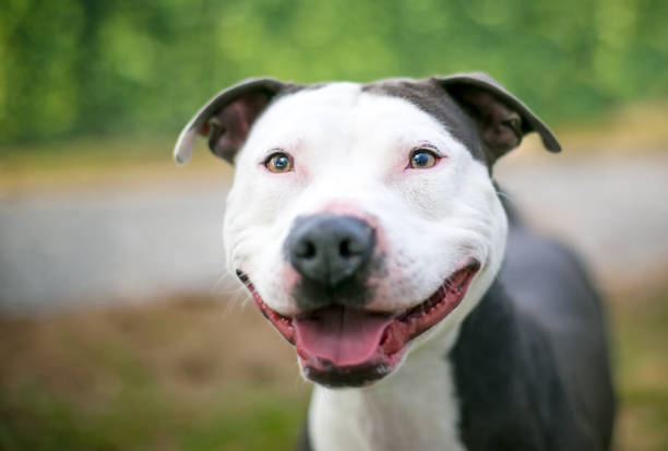 istock A Pit Bull Terrier mixed breed dog with a big smile on its face 1998348336