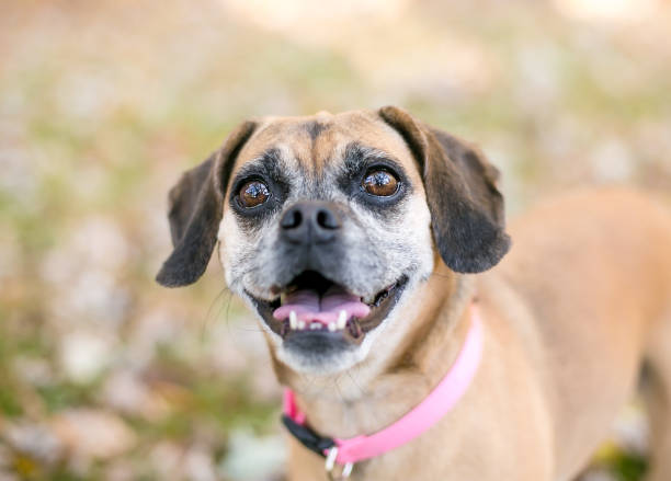 A Pug x Beagle mixed breed dog, also known as a Puggle, wearing a pink collar