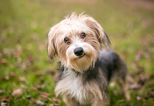 A Maltese x Yorkshire Terrier mixed breed dog, also known as a Morkie, listening with a head tilt