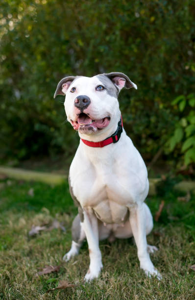 istock A happy Pit Bull Terrier mixed breed dog sitting outdoors 1998348871