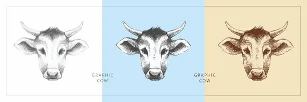 Vector illustration of Cow sketch