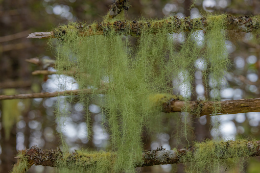 Horse hair lichen weaving its way through the forest as though its on a weaving machine.