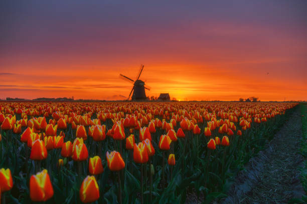 istock Dutch Spring scene with colourful tulip fields and a windmill at sunrise in the North Netherlands 1998363732