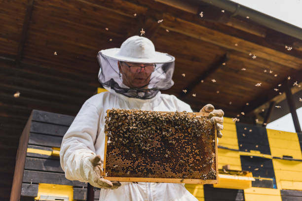 istock Honey farmer standing in front of beehives, holding a hive frame 1998364780