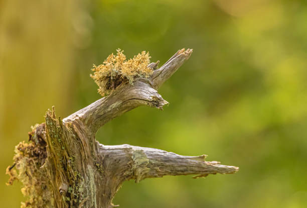 Tree Lichen In Salmonier Nature Park
