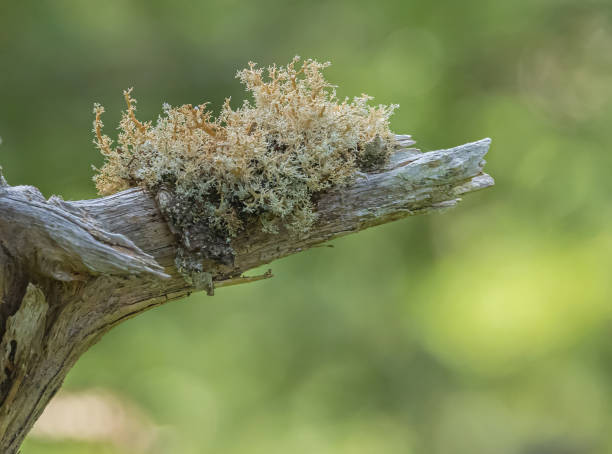 istock Tree Lichen In Salmonier Nature Park 1998367448