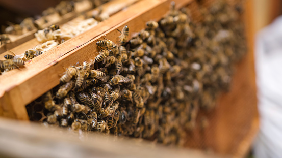 Cluster of worker honeybees laying the honeydew in a honeycomb on a wooden hive frame, macro shot.