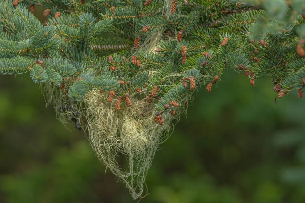 Usnea barbata, old man's beard hanging on a fir tree branch
