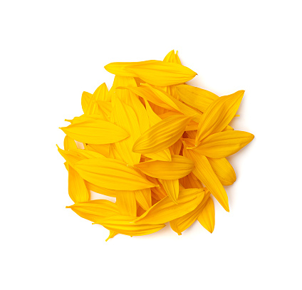 Yellow Petals Isolated, Sunflower Petal Pile Group, Orange Blossom Design, Yellow Petals on White Background