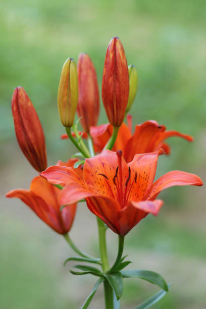 istock Close up red tiger lily in full bloom. Tiger red lilies 1998379308