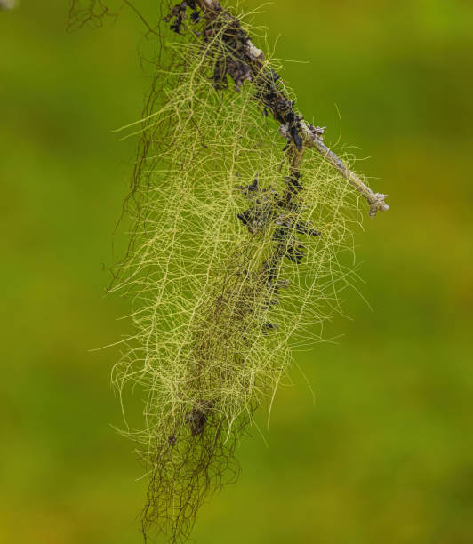 istock Horse Hair Lichen Hangs From Tree 1998381476