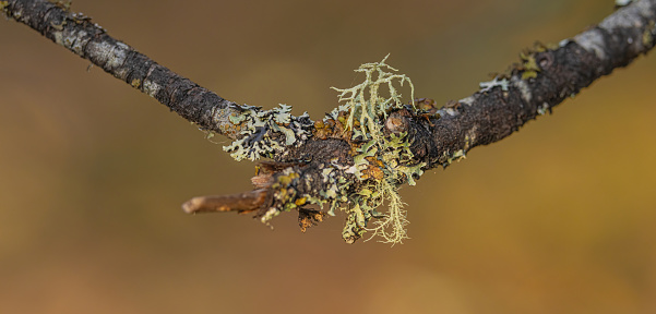 Different types of lichens growing on a limb of a tree.