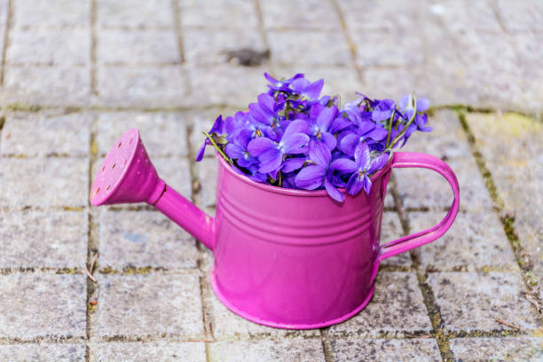Bouquet of violets in a small  vase