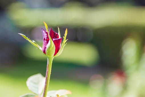 A dark red rose flower that has just begun to open its bud against the background of a blurry background of garden beds on a sunny day. Flowering stage.