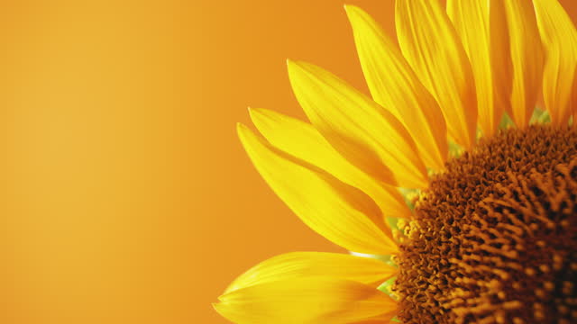 Beautiful sunflower against clear orange/yellow background