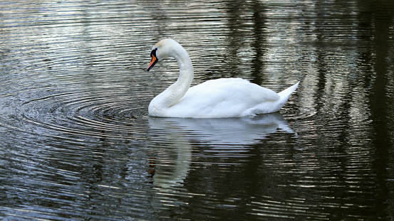 swan is swimming at ıshar rivers channel horizontal travel still