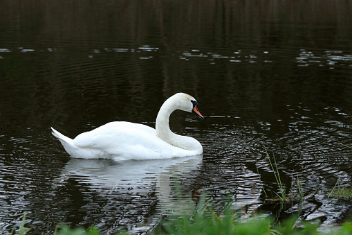 White swan floating on dark blue water. Mute Swan at sunset. Romance. Seasonal postcard. Happy Valentine's day. Close beautiful swan swimming in the Lake. Cygnus olor