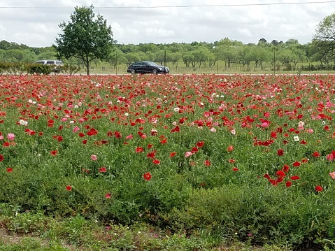 The picture features a wildflower field with a predominant display of red poppies among other varieties. The field appears lush and is indicative of spring or summer bloom. In the background, there is a line of trees, and beyond the field, you can see vehicles, suggesting that the field is located next to a road or a parking area. The sky is overcast, with no visible sun, lending a soft natural light to the scene without harsh shadows. The beauty of the field appears to be a natural attraction, possibly a destination for passersby to stop and admire.