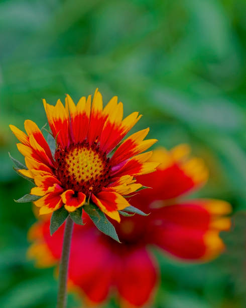 istock Gaillardia Flowers in Bloom 1998427615