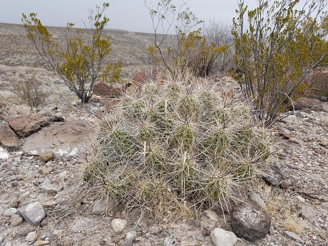 The image shows a cactus growing amidst a rocky terrain. The cactus is medium-sized with numerous spines and appears healthy. Behind it, there are several green bushes and a dry landscape that stretches into the distance under an overcast sky. The ground is covered with small stones and pebbles, typical of a desert or arid region.