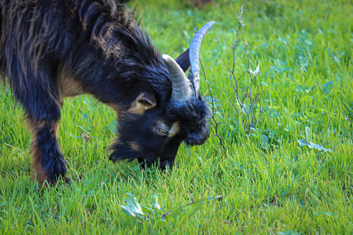 Goat eating in a green pasture