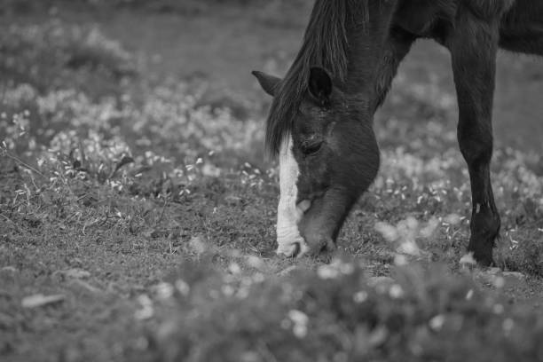Photo of native farm animal breeds to raise awareness about theese animals, that are fron the ironage and can make more biodiversity and are better for the climate..  The horse Frederikssborghorse running in nature. Black and white photo.