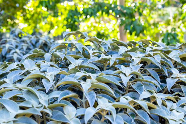Closeup beautiful shrub with silver leafs, background with copy space, full frame horizontal composition