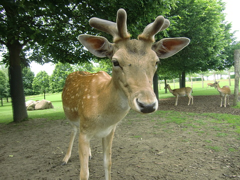 Hirsch im Streichelzoo