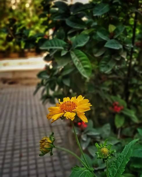 In the garden of nature, flowers bloom as vibrant living poetry, each petal a brushstroke in the masterpiece of life