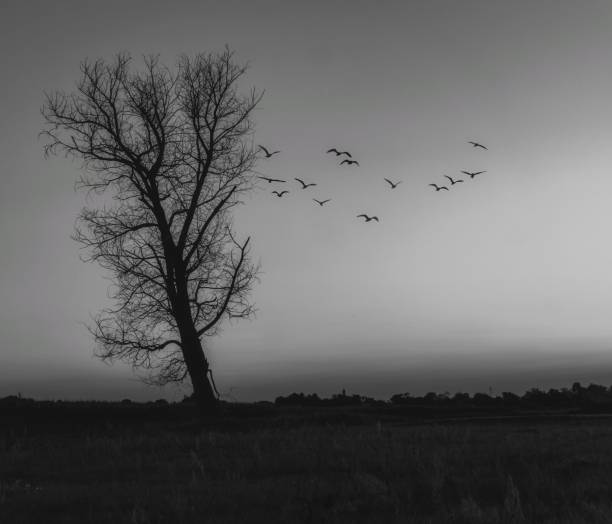 istock tree in the field at sunset with flying birds in black and white 1998461562