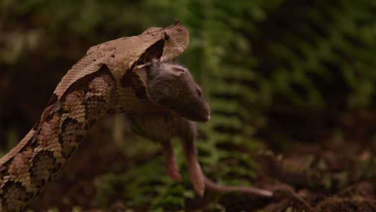 Gaboon Viper snake grips prey small rat in mouth in forested area