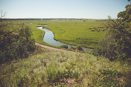 Peaceful river winding through green meadows with grazing cows, distant deciduous forest, and fluffy white clouds. Perfect for websites, presentations, or nature-themed stories or articles.