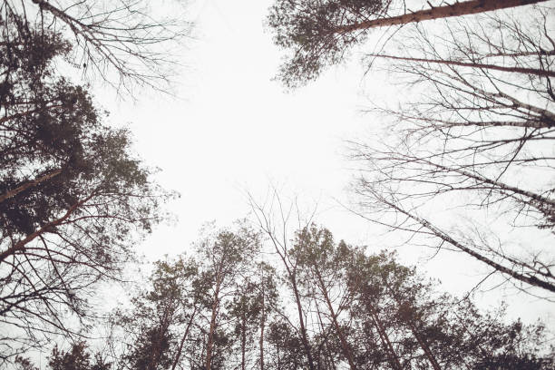 This photo of looking up at the sky through the branches of tall pine trees in a wintry forest is perfect for use as a background or texture in your next design project.