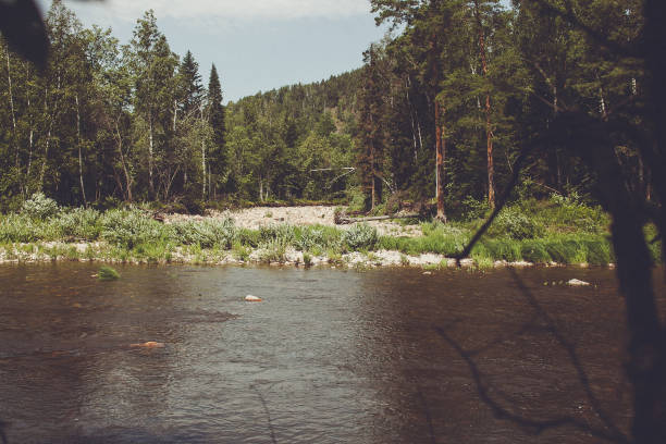 The river flows through the forest, reflecting trees and foliage. Sunlight filters through leaves, casting a warm glow on the water. Rocks line the riverbed, adding texture to the scene.
