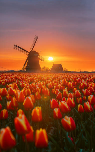 istock Dutch Spring scene with colourful tulip fields and a windmill at sunrise in the North Netherlands 1998489065