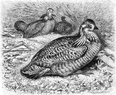 Meadow grouse, Tetrao cupido, old vintage illustration, 1894