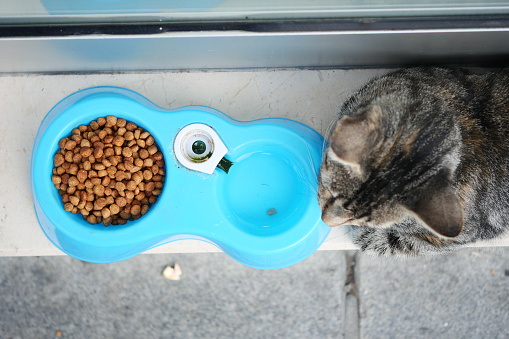 Cat eating out of bowl at street