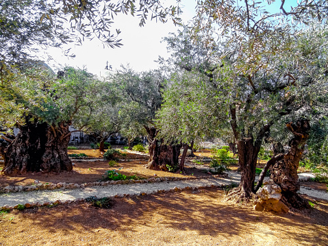 Old olive trees in the Gethsemane garden in Israel.
