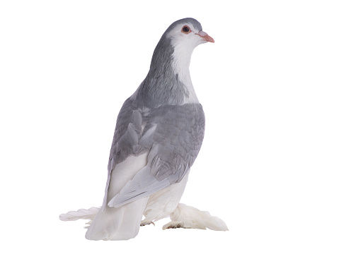 lahore pigeon isolated on  white background