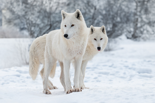 polar wolves in the forest in winter