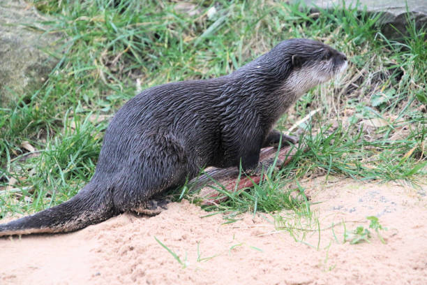 istock A close up of an Otter 1998502724