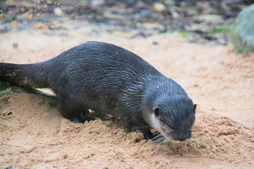 A close up of an Otter at Martin Mere Nature Reserve