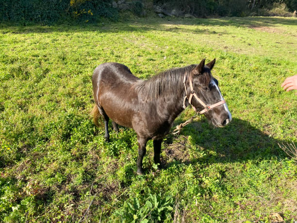 istock Horse grazing in the field 1998510275