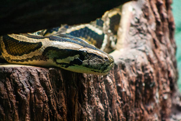 istock first person of a snake on a log 1998527410