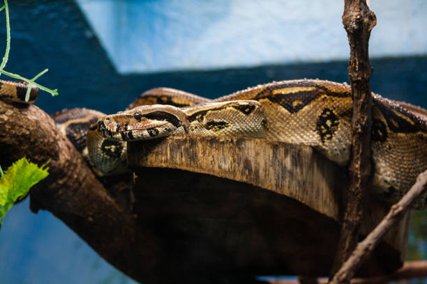 istock brown snake camouflaged on a tree trunk 1998527979