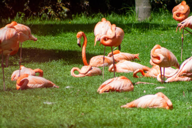 group of flamingos sunbathing, while others sleep