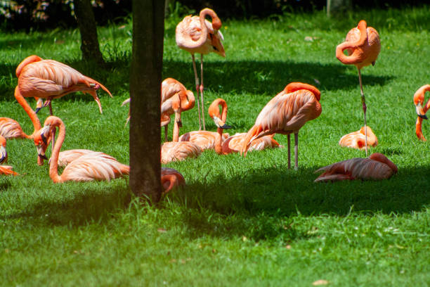 istock group of flamingos sunbathing, while others sleep 1998528533