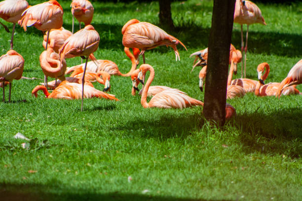 istock group of flamingos sunbathing, while others sleep 1998528547