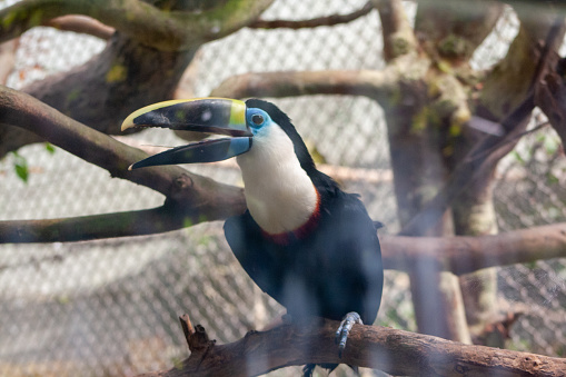 beautiful very colorful toucan posing on a branch locked in a cage