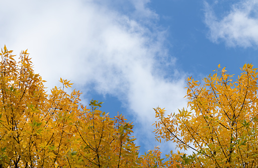 Tops of trees with yellow autumn leaves on the branches against a blue sky with white clouds